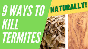 termites naturally 9 ways