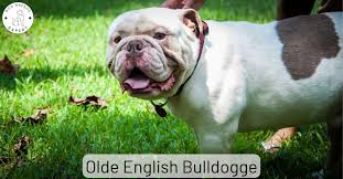 olde english bulldogge breed of dog
