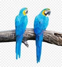 bird parrot png 3567 3808
