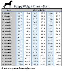 Puppy Weight Chart This Is How Big Your Dog Will Be