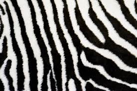 zebra texture carpet background