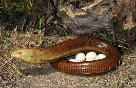 Check out inspiring examples of european_legless_lizard artwork on deviantart, and get inspired by our community of talented artists. Minden Pictures European Legless Lizard Ophisaurus Apodus Female With Eggs Eastern Rodopi Mt Bulgaria Georgi Tzonev Npl