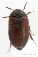 brown carpet beetle vodka beetle