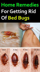 bed bugs identifying and treating