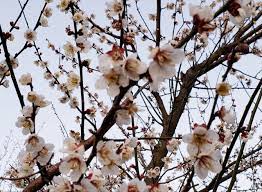 大和高田市】【橿原市】少し足をのばして、綺麗な梅の花を楽しみませんか？賀名生梅林が見ごろを迎えています。 | 号外NET 大和高田市・橿原市