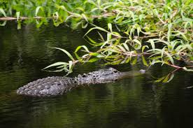 All About The American Alligator | Babcock Ranch Eco-Tours