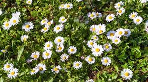 daisy common daisy