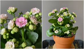 how to care for kalanchoe and get it to
