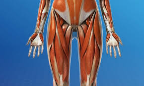 Many women as well as men aim to tone and strengthen this there are 17 muscles located in this area yet there are roughly three major ones that should be focused on relating to fitness and strength training. What Is A Hip Flexor Plano Orthopedic Sports Medicine Center