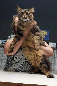 the big maine cat breed meet the