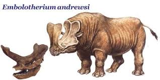 It is most easily recognized by a large bony protuberance emanating from the anterior end of the skull. Tech User Today On Twitter Embolotherium Andrewsi Was A Large Herbivore From The Eocene Similar To A Modern Rhinoceros Https T Co D2n1fic2ju Biology Extinct Extinctanimals Extinctcreatures