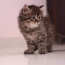 Kitties with larger amounts of white (up to around 50%) the code is 03. Buy Maine Coon Cat Kitten For Sale Online In India At Best Price