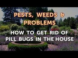 Get Rid Of Pill Bugs In The House