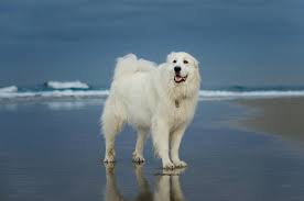 are great pyrenees good with other dogs