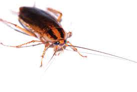 5 signs you have a german roach infestation