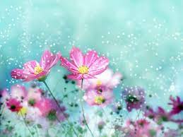 Beautiful Flowers Hd Images Download ...