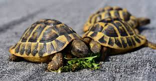 Schildkröten Reptil Tier - Kostenloses Foto auf Pixabay