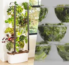 grow vegetable indoors