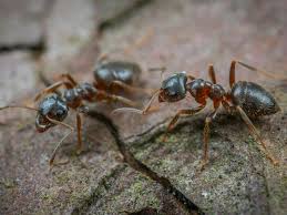 how to get rid of ants insight pest