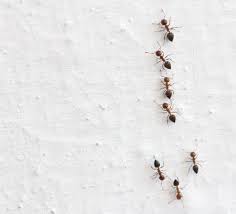 how to battle an ant infestation