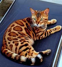 Online india buy cat online mumbai cat breeds in india with price videos for cats 2019 l kitten price 2020. A Leopard A Baby Tiger Or A Cat Thor Is A Three Year Old Bengal Cat But Also An Online Star Thanks To His Appealing Fur His Cats Gorgeous Cats Bengal Cat