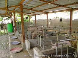 Pig Farming Pig House Cattle Housing