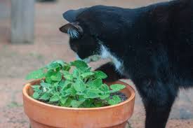 Catnip For Cats Dogs Advice