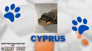 adopt a pet with carpet tech meet cyprus