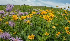 Information on native illinois prairie pollinators will be presented before the planting activity. Msu Scientists Discover Legacy Of Past Weather Inscribed In Stories Of Prairie Plant Restoration Research At Michigan State University