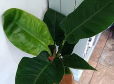 Unlike most of its cousins, this philodendron doesn't climb but rather grows new foliage from a single stalk at its base! Everything You Need To Know About Philodendron Birkin Discover Candide Gardening