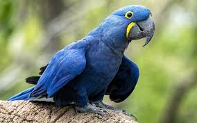 wallpapers hyacinth macaw