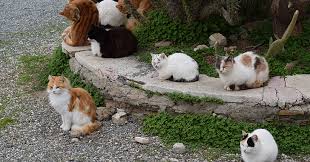 feral cats or how i learned to stop