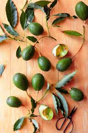 avocado leaves for maximum beauty benefits