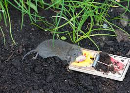 a mouse that eats the bait off the trap