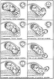 Birthing Station Chart You Know That All Babies Go