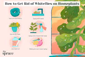 how to identify and get rid of whiteflies