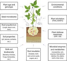 how plants recruit their microbiome