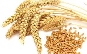 Hasil gambar untuk gambar gandum