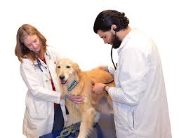 Some of the most common ways to test for cancer in dogs include: Treatment For Canine Cancer Serves As Model For Humans What S Up At Upstate Suny Upstate Medical University