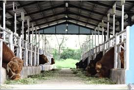 Penampakan dan postur sapi limosin memang berbeda dibanding sapi lokal asli indonesia lainnya. Bi Bangun Kandang Sapi Komunal Untuk Sambas