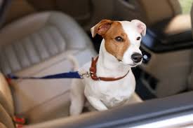 Cute Beagle Dog Car Adorable Pet Stock