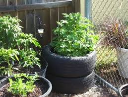 When planting potatoes in containers, use a good quality compost and potato feed, and the best way to remedy potato rot, is to use good quality sees tubers that are resistant certified, and. Grow Potatoes In Tires 4 Steps Instructables
