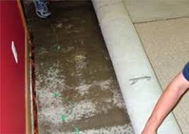 wet bat carpet in oregon and