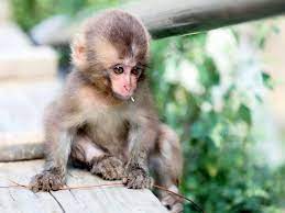 small cute monkey hd wallpapers for