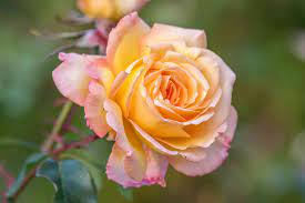 peace rose plant care growing guide