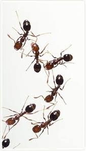 fire ant facts grattan pest solutions