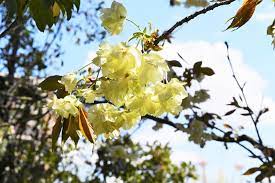 ウコンザクラ（鬱金桜） - 庭木図鑑 植木ペディア