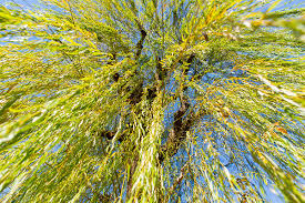 willow trees of the chicago area