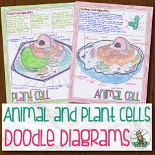 Animal And Plant Cell Biology Doodle Diagrams