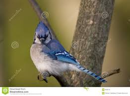 Angry Blue Jay Photos - Free & Royalty-Free Stock Photos from Dreamstime